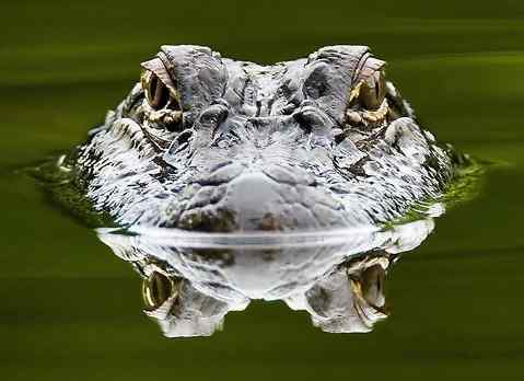 gator.jpeg.a95d45017030c5cd0d646a997b590833.jpeg