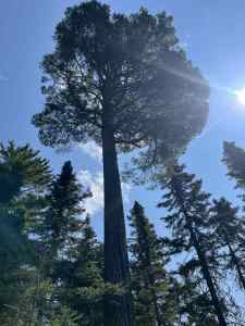 IMG_7382.jpeg
