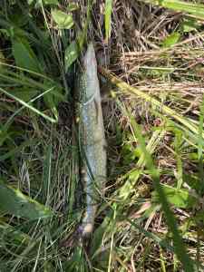 IMG_7393.jpeg