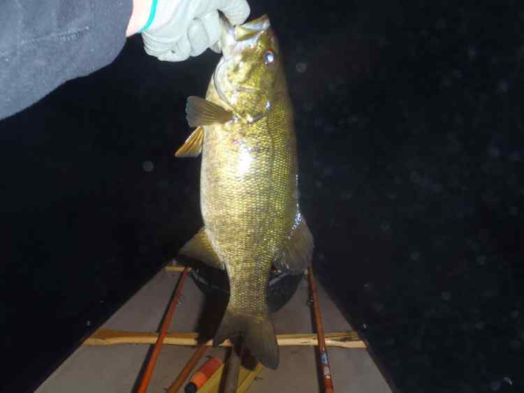 16smallie.jpg.70fabd1f2cb958071fef316f6ce9c6b8.jpg