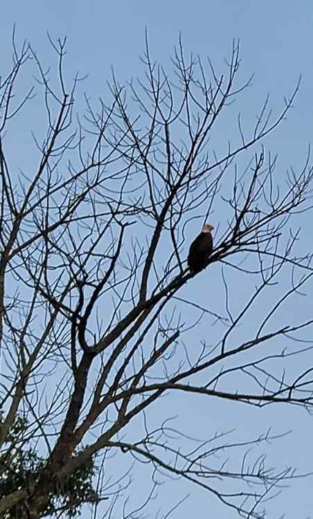20240807_eagle.jpg.1f2555336b9e2693ec8036af611dea2d.jpg