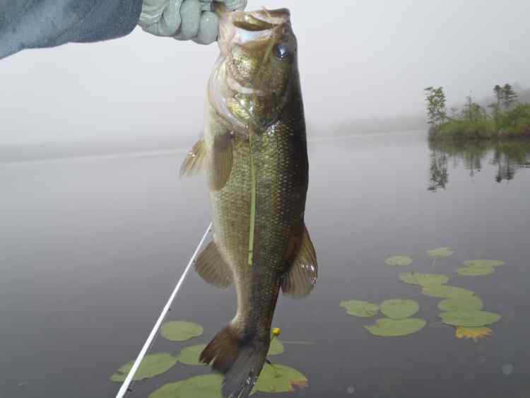 BestBackdropBass.jpg.fa53878c372b1959fa5d0cd54602f634.jpg