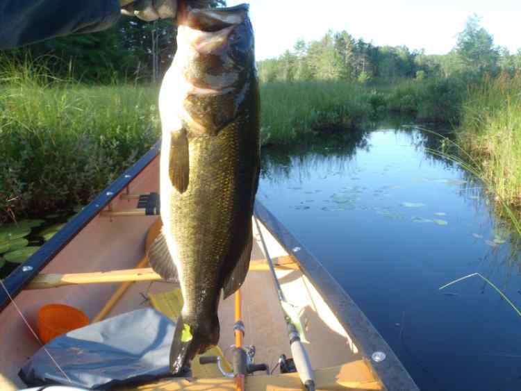 BiggestBass.jpg.6d7a333fd1e62c92135bdce38686175e.jpg