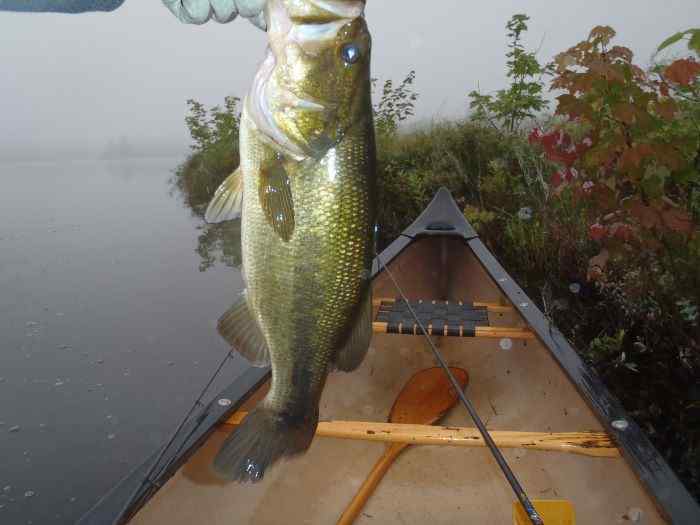FallBass.jpg.0bcc4b8e374ca700accfe235427f7879.jpg