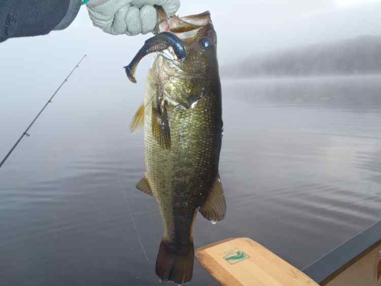 FirstBass.jpg.84e0783d36b1debcf6ddd2695703dbed.jpg
