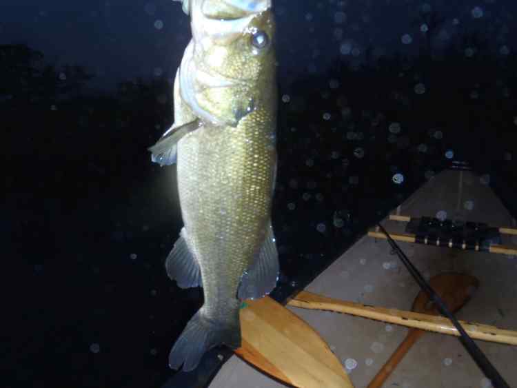 FristBass.jpg.b768fca9275de5de5b896a222b0e6c26.jpg