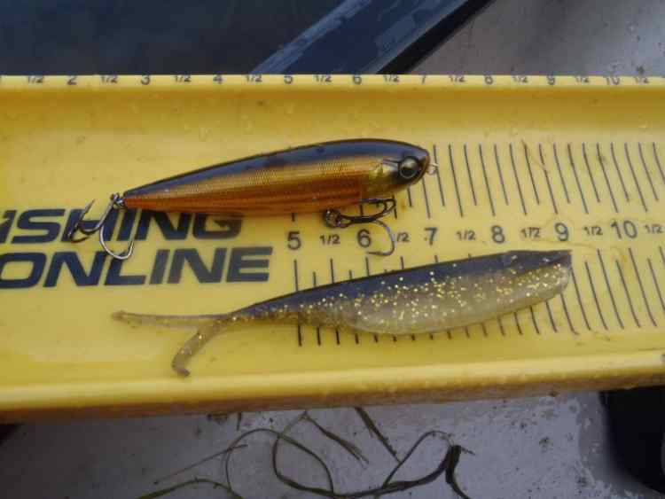 GoldenShinerLures.jpg.633ddaddb9cc75c647083cf70584c5c9.jpg