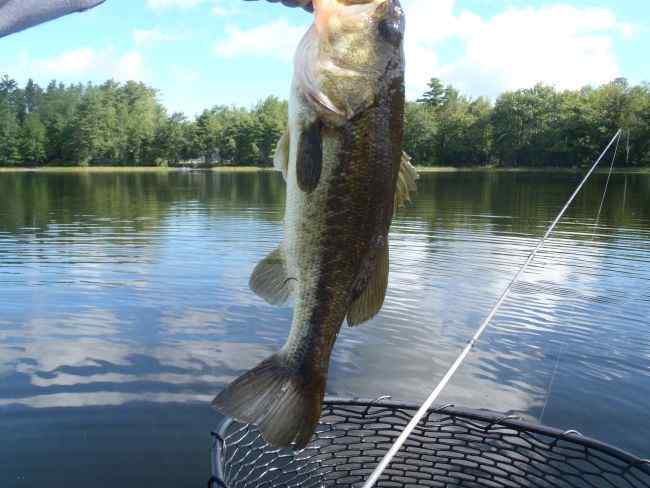 LastBass.jpg.20a36cad9582f3af43bca4bf4ac8aba8.jpg