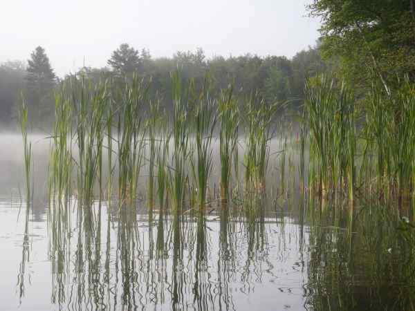 Reeds.jpg.9f931ab3c9be7b8476c4aee0ab84242f.jpg