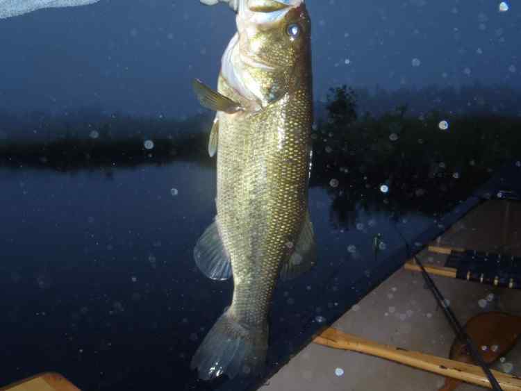 SecondBass.jpg.63494794199703c5f22dc17c2e31e935.jpg