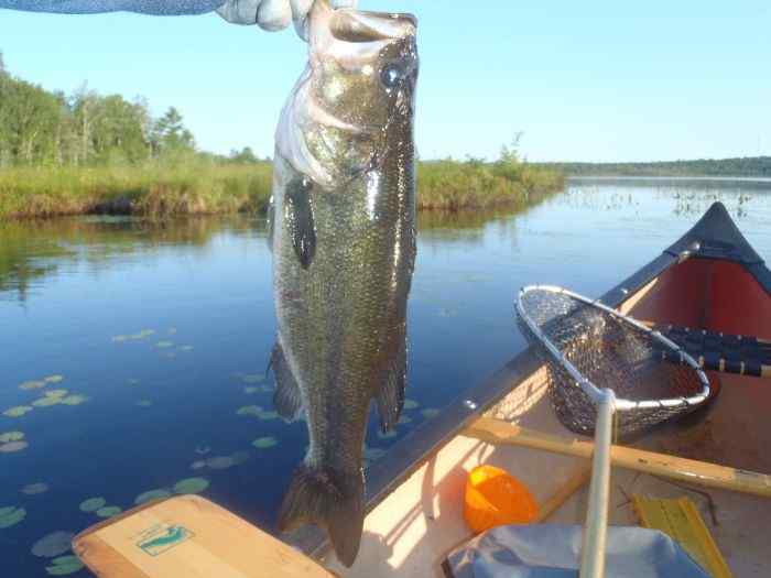 SecondBiggestBass(1).jpg.5cf38d56982671f2fb3da55c8a38826b.jpg