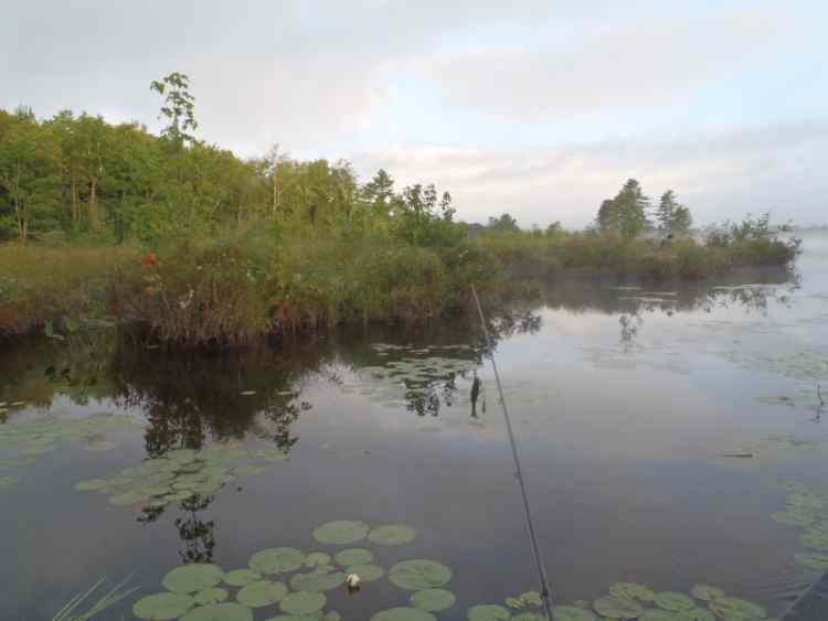 Shoreline.jpg.f30c49c7288ced40bf9812ea7848a37a.jpg