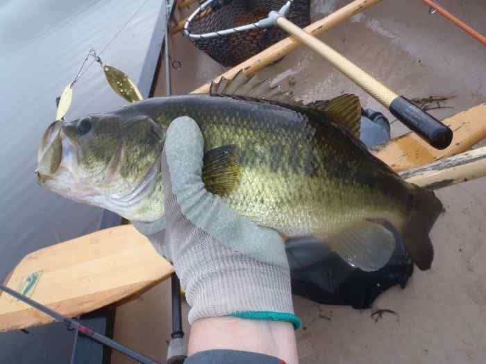 Spinnerbait.jpg.eb97098eefb110b20062751f76828d6b.jpg