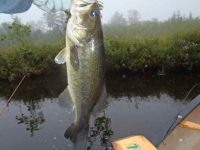 ThickBass.jpg.5adb1d90fa24f345851b48c201ee14ea.jpg