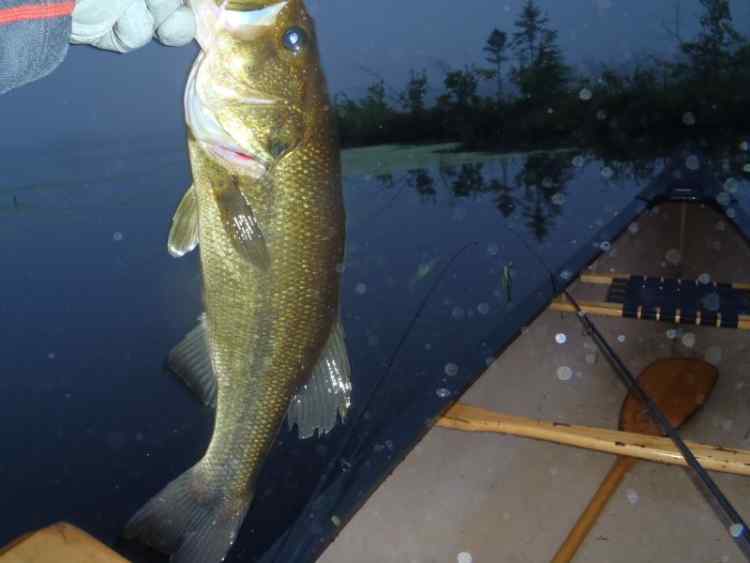 ThirdBass.jpg.64432a36f7cf2917c817a48769de219f.jpg