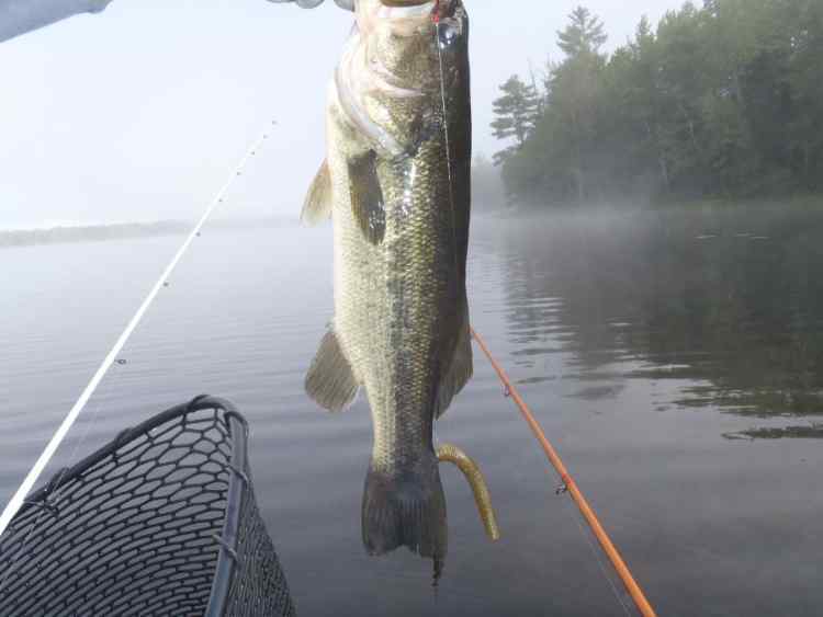 WackyBass.jpg.5ec3a421bab25376873f3f00d03a08c6.jpg