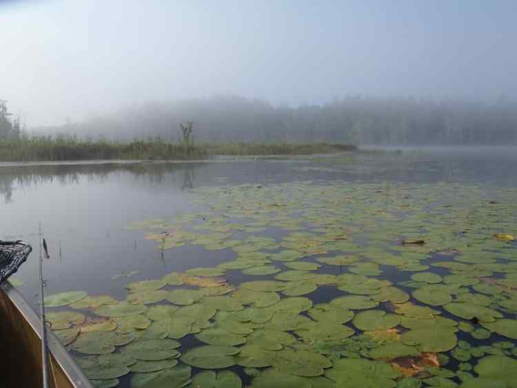 WeedsandFog.jpg.e74b7d62bdfe64822a53f8ffcea72c65.jpg