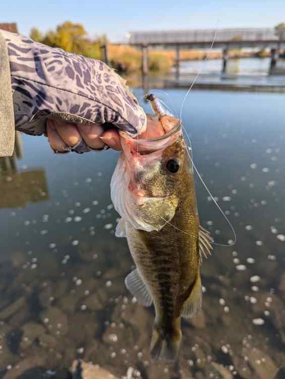 bfsfish3.jpg.fdf1fbcd8c72d9bcedbadb08fa63ff7d.jpg
