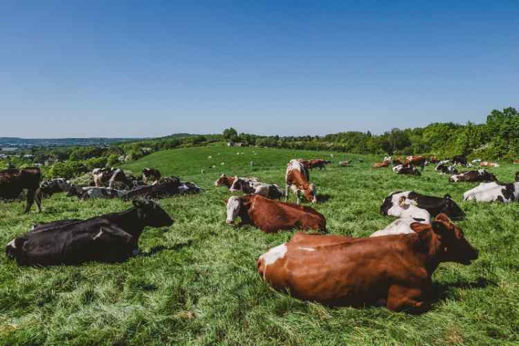cows-grazing-pasture-during-daytime_181624-29.jpg.9587ff4f38dc9e7998b294ade9f69f85.jpg