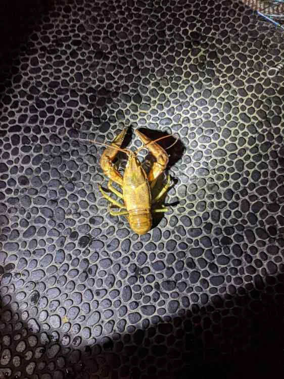 craw.jpeg.3f56467e1468d5f6fddb78ac05fe4327.jpeg