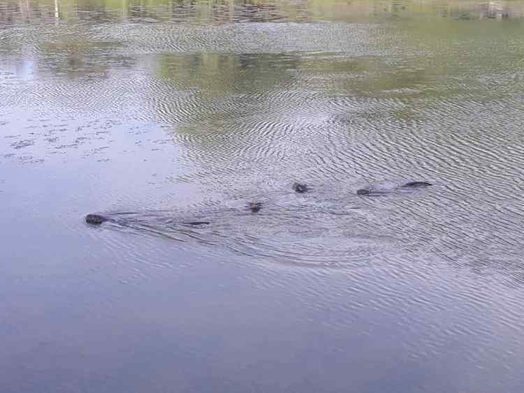otters.jpg.0094eec9a57a414f138225f1aeb0744a.jpg