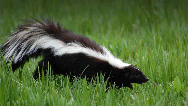 skunk.jpg.7462b02784444431506fe60ab251b3cd.jpg