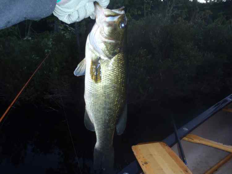 smallbass.jpg.024f6cf4b0b8d974494a6ee98b392b42.jpg