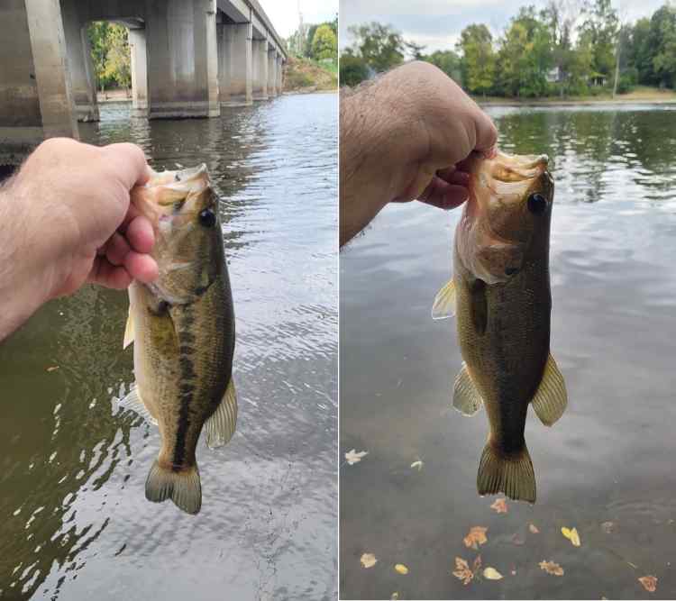 20240920_LGriverbass.jpg.68e9b224dd6b1f03c309ba37167a9e96.jpg