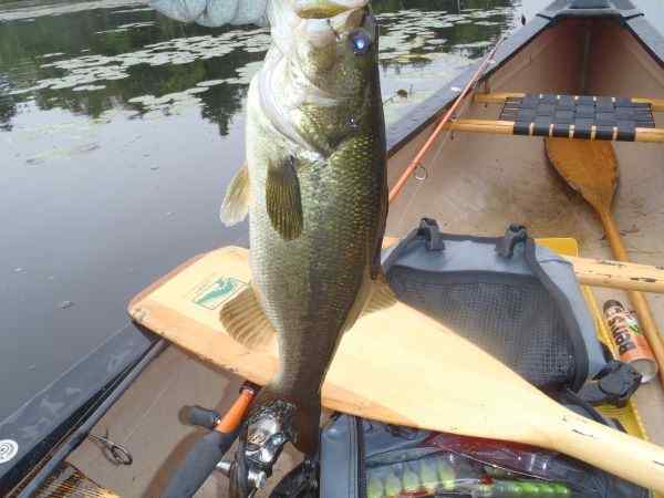 LastBass.jpg.56cfdadae6da4c17eddf5f6d93fc7a4f.jpg