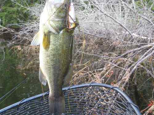 WoodBass.jpg.d2e4b618f99e9d7d23237e2bab66e950.jpg