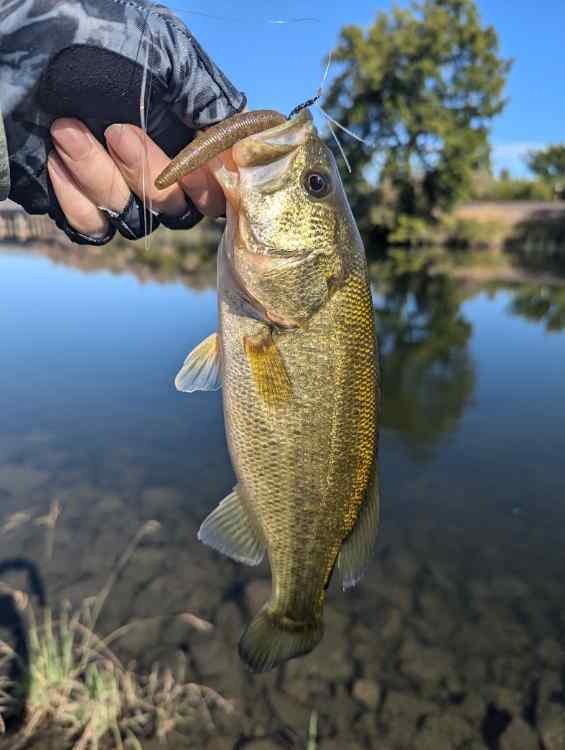 bass1.jpg.7fb2d5261539004e247e9ef9e866527f.jpg