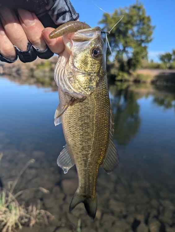 bass2.jpg.68a7533c4f170acca0c1ce8d1208229b.jpg