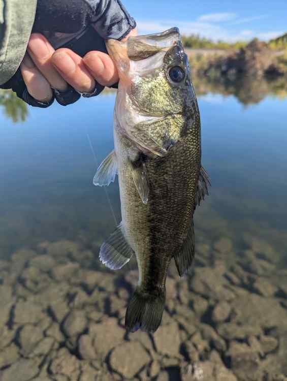 bass3.jpg.c6a8bc16ceaac6ba7aae496a93f33a1a.jpg