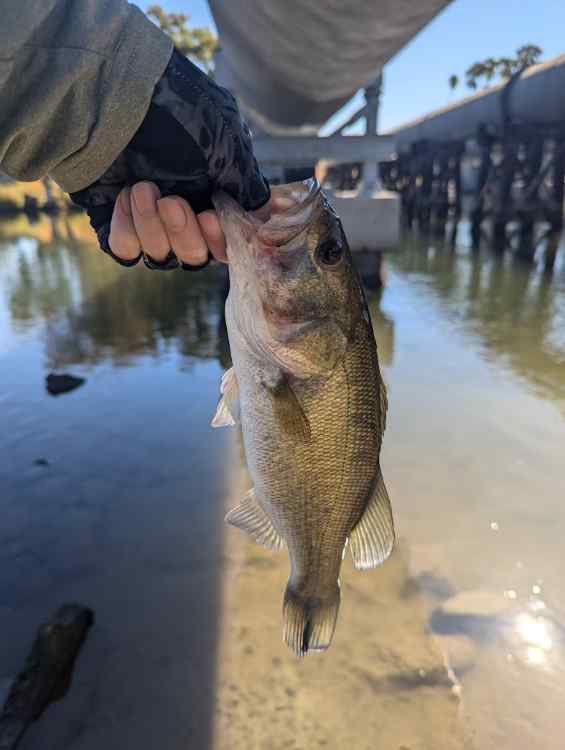 bass4.jpg.1295489a05778cb39bff30b986bdd6cb.jpg