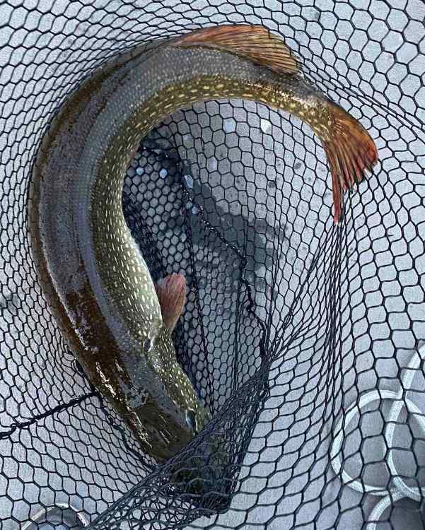 pike.jpg.2a99650422d78cb23a8b50d479e8fbbd.jpg