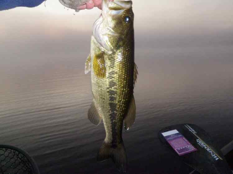 Another17incher.jpg.22053760c27a7ce7715b02f50ecb2acc.jpg