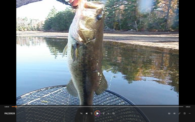 BassfromVideo.png.24d15ca454997b14830b6147d0b6b5e6.png
