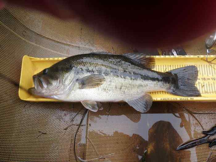 ChunkyBass.jpg.3b9be4a71d2d62f506fafbf296472932.jpg