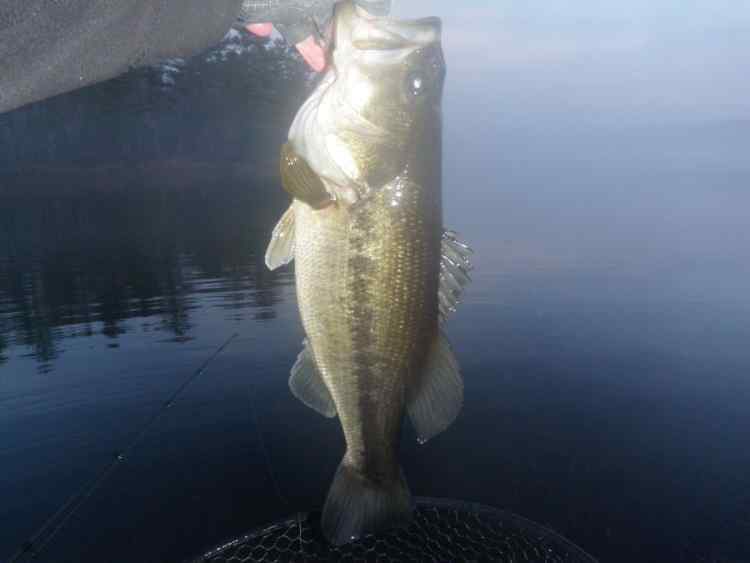Firstbass.jpg.b4e6277f6064e5f4e2759a02d0b90f92.jpg