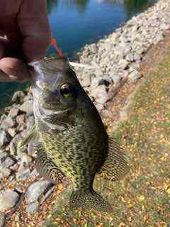 IMG_3725.jpeg.7a5109d6e1ba36e8e9eca86b85fd6dbc.jpeg