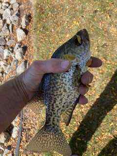 IMG_3731.jpeg.1911e09bafd8dc8ac7dcb5fe9f15b7b6.jpeg