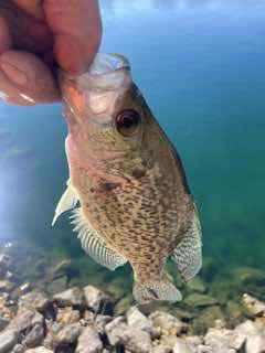 IMG_3732.jpeg.fb0846def3f9bdf2dd54b3e3a234b834.jpeg