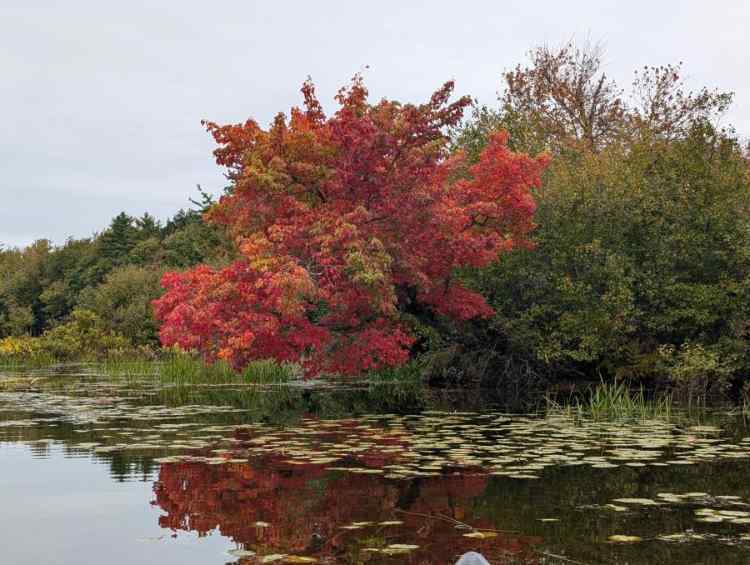 Red.jpg.93c3be1508cb3310bf894b091862ced3.jpg