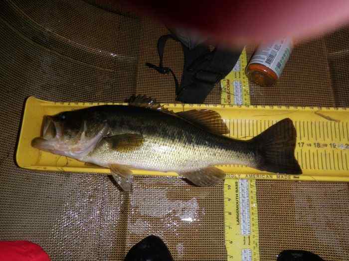 Secondbass.jpg.6fc836ec65c02c6381d028a6bd13ad66.jpg