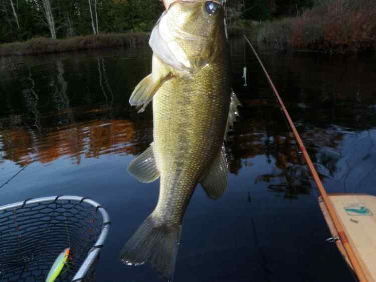 WalkingBass.jpg.165729627e652d6eeb7d64c285fdc606.jpg