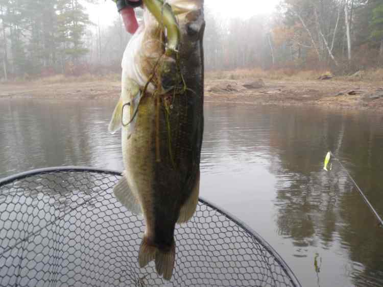 WeedyBass.jpg.40c5514b29919958e3b4bdca2fc4092d.jpg