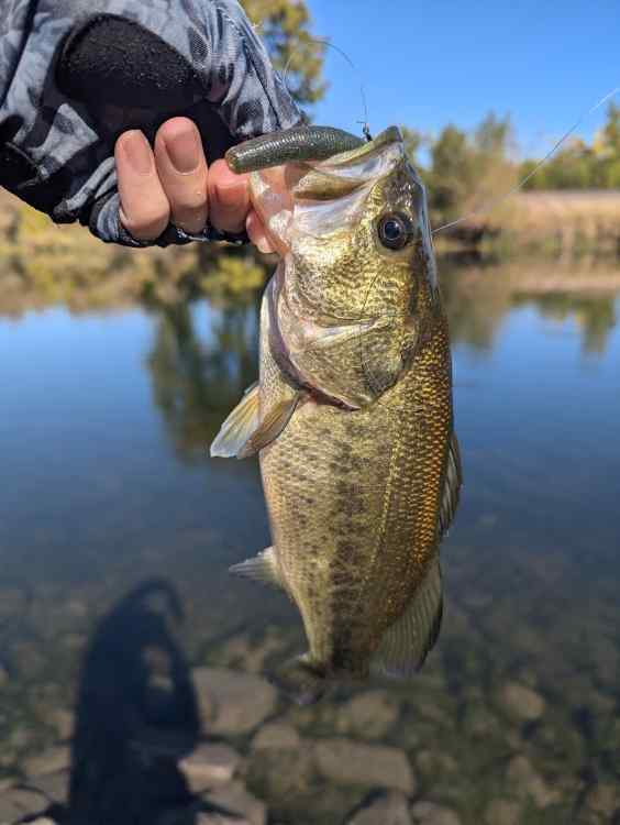 bass1.jpg.e2231294cfc5cdc3340105cb7a200f7c.jpg