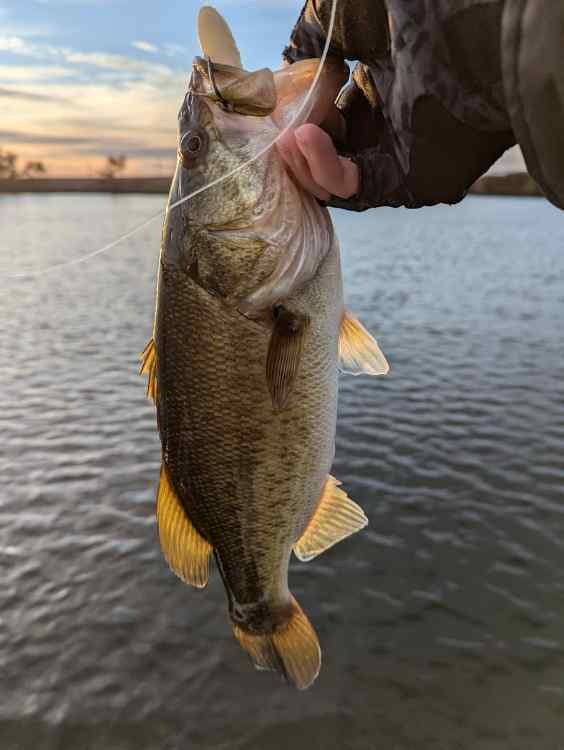 bass10.jpg.0bbb3190bb0b3b2ab01e8f4932481eb8.jpg