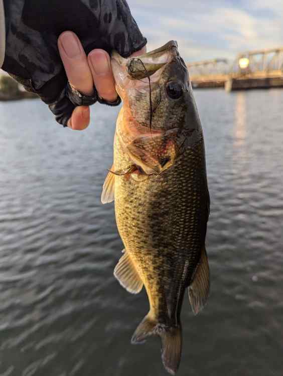 bass11.jpg.a5d92817434d3f32f8c5774a6635effa.jpg