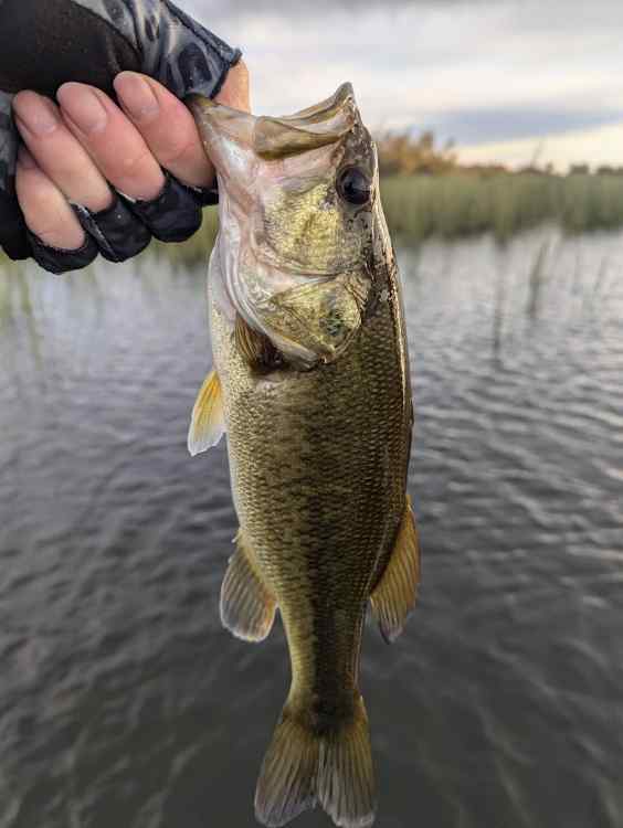 bass12.jpg.08240448ca3f0c090af6bd6e71e2ad35.jpg